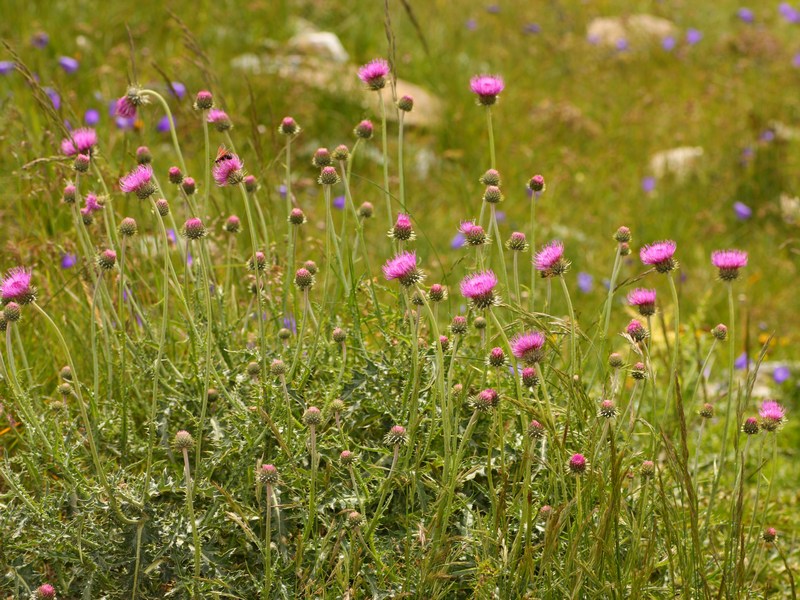 Cervinia - Carduus defloratus